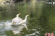 吉祥日历吉林：罕见白鸬鹚连续两年“故地重游”