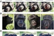 吉祥日历国际最新研究：机器人“打哈欠” 黑猩猩被传染